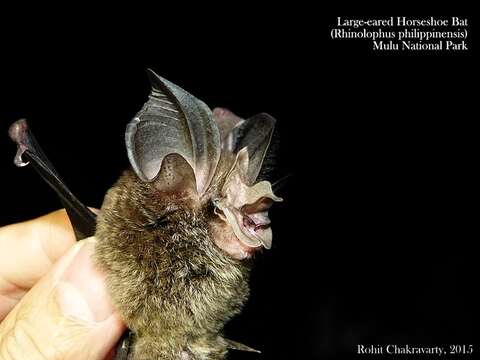 Image of Large-eared Horseshoe Bat