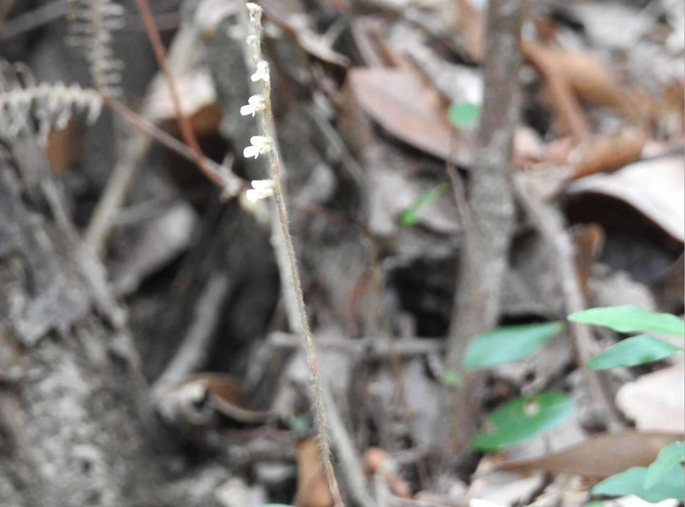 Image of Cleric's Collar Orchid