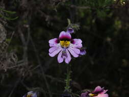 Image of Schizanthus carlomunozii