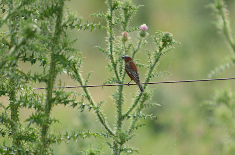 Слика од Sporophila cinnamomea (Lafresnaye 1839)