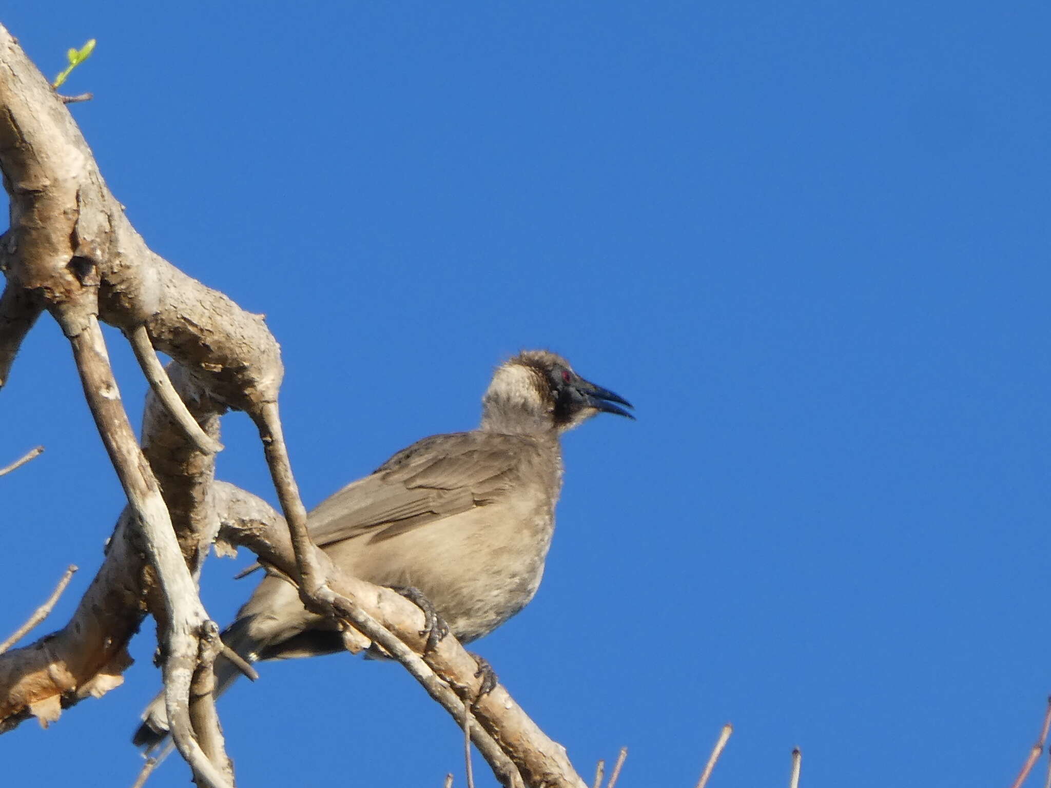 Philemon buceroides (Swainson 1838)的圖片