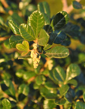 Image of Searsia incisa (L. fil.) F. A. Barkley