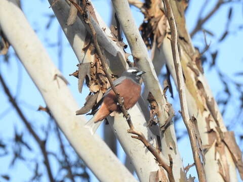 Image of White-browed Woodswallow