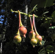 Image of Berberidopsis corallina Hook. fil.