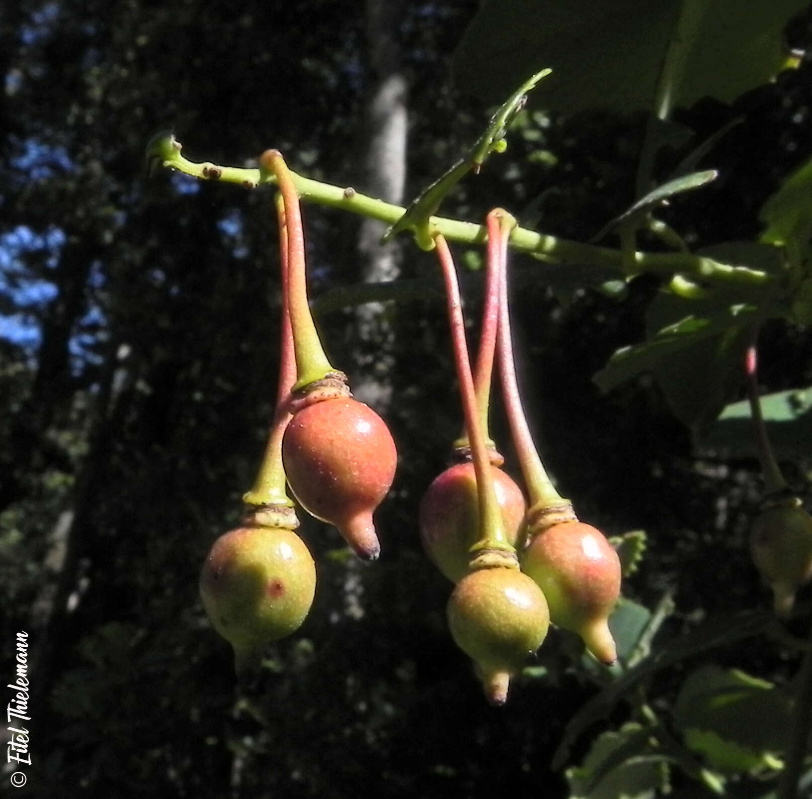 Plancia ëd Berberidopsis corallina Hook. fil.