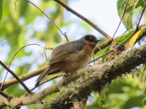 Image of Black-eared Hemispingus