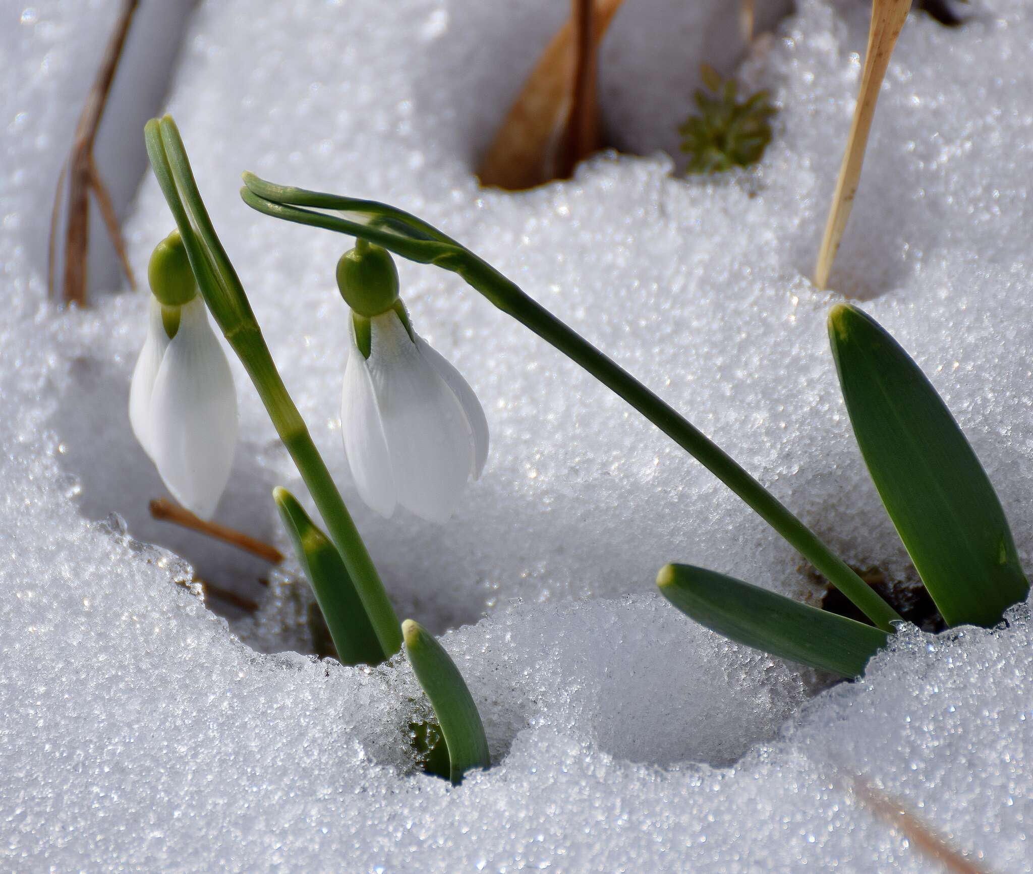 Image of giant snowdrop