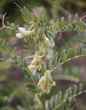 Vicia pannonica subsp. pannonica的圖片