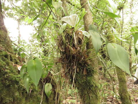 Imagem de Pleurothallis cardiothallis Rchb. fil.