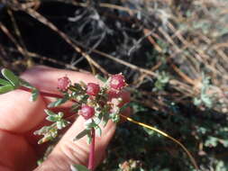 Image of Ruschiella argentea (L. Bol.) Klak