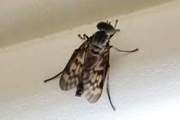 Image of Lesser Variegated Snipe Fly