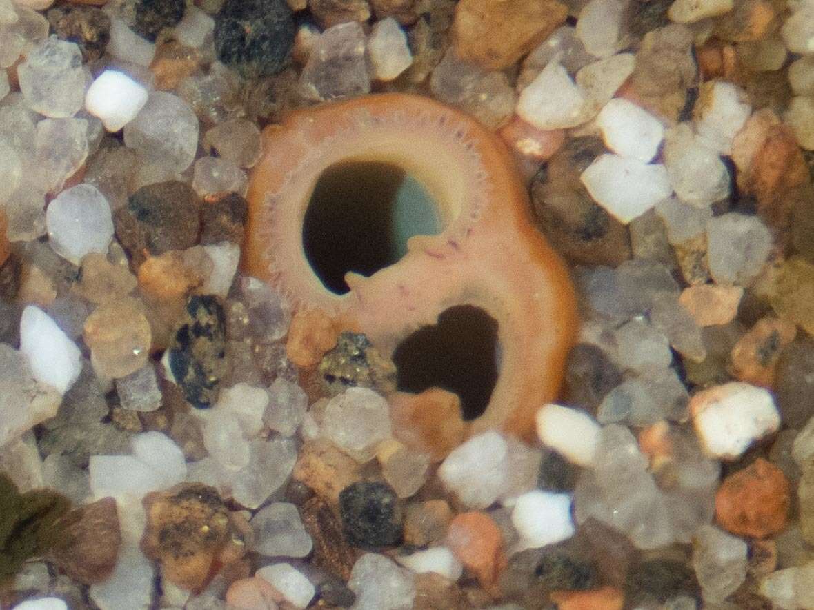 Image of Arctic surfclam