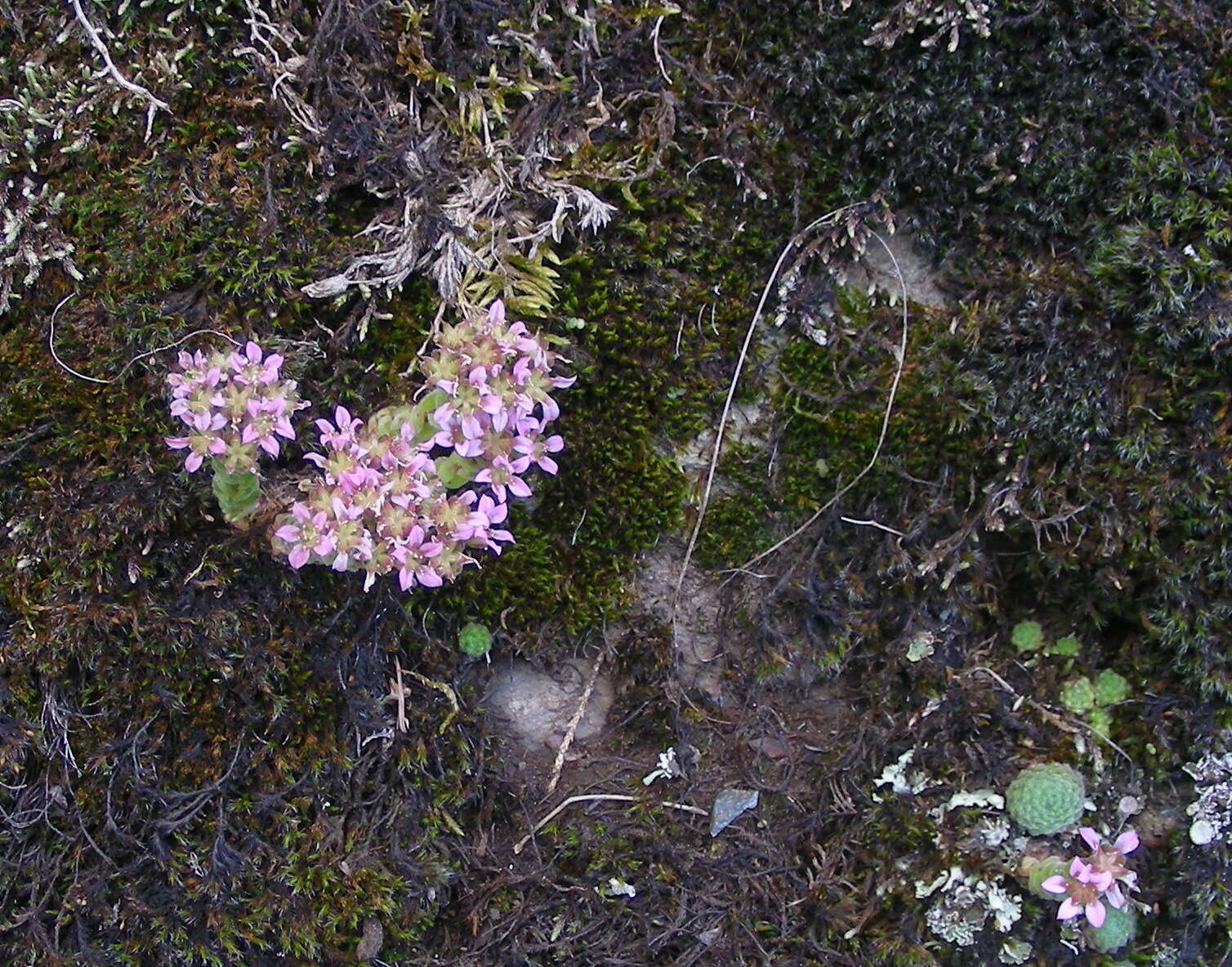 Image of Prometheum pilosum (Marsch.-Bieb.) H. Ohba