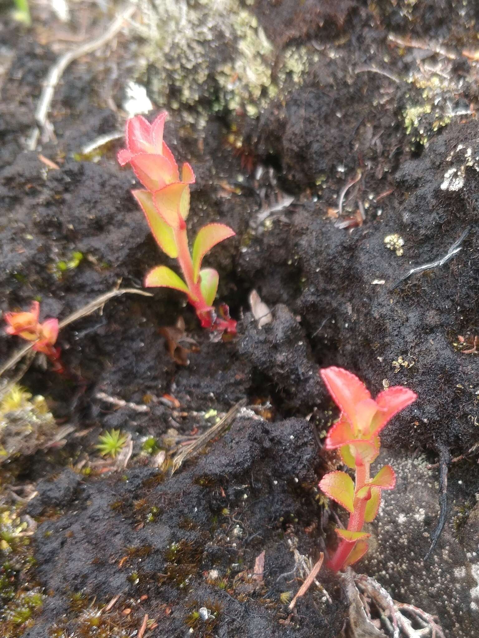 Image of Vaccinium padifolium J. E. Sm.