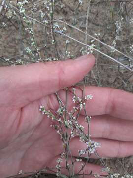 Image of European knotweed