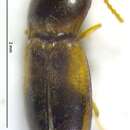 Image of Paradonus beckeri Stibick 1991