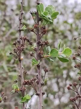 صورة Spiraea hypericifolia subsp. obovata (Waldst. & Kit. ex Willd.) Dostál