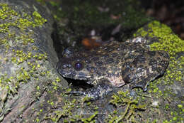 Image of Quasipaa verrucospinosa (Bourret 1937)