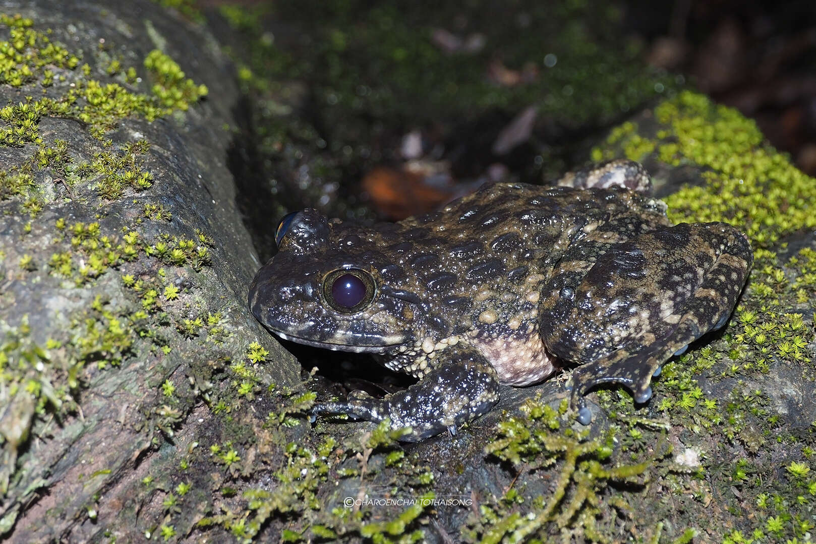 Image of Quasipaa verrucospinosa (Bourret 1937)