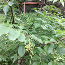 Sivun Prunus serotina var. eximia (Small) Little kuva