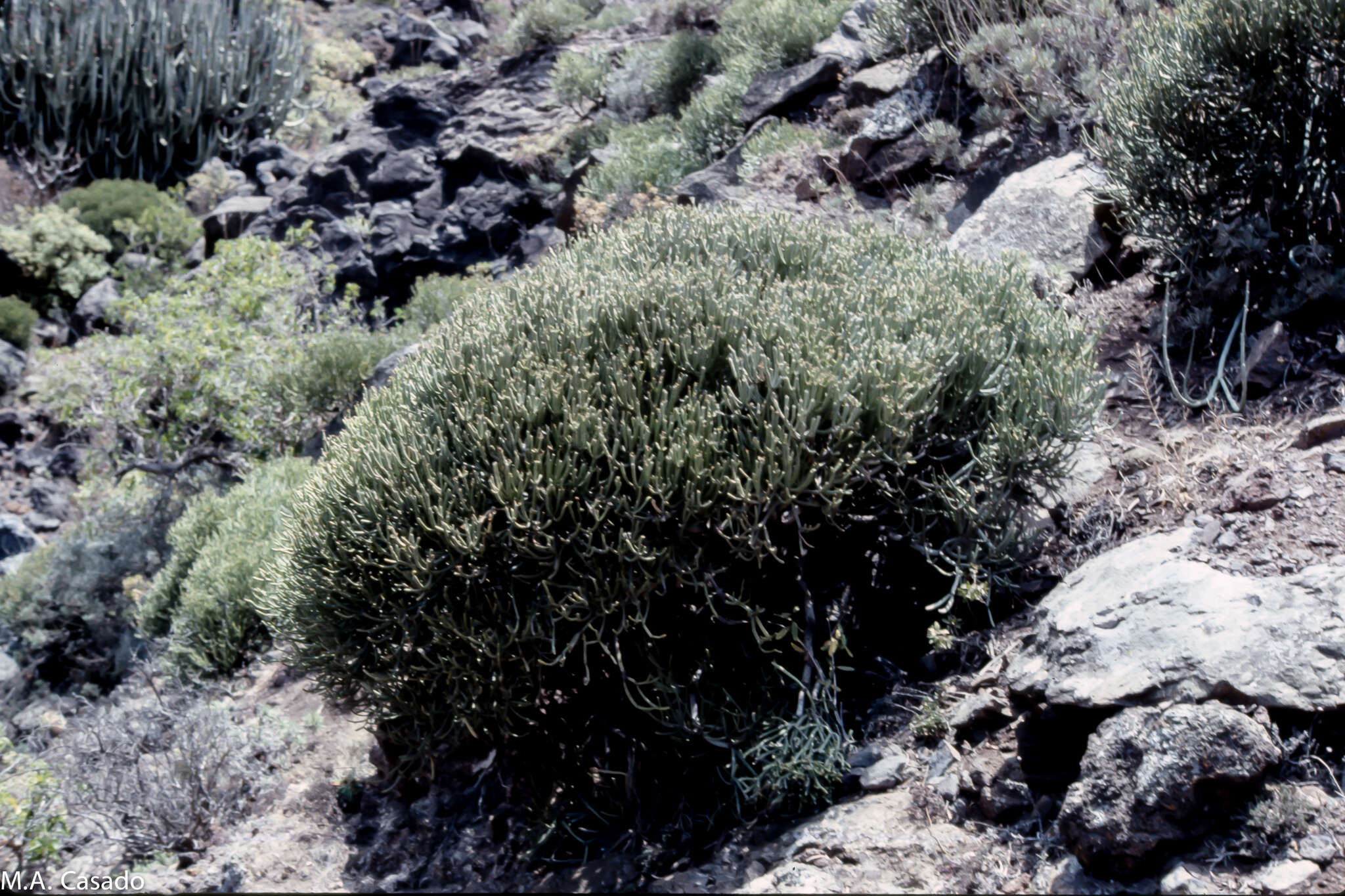 Слика од Euphorbia aphylla Brouss. ex Willd.