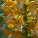 Image of fringed orchid