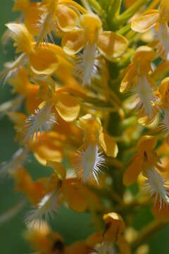 Imagem de Platanthera bicolor (Raf.) Luer