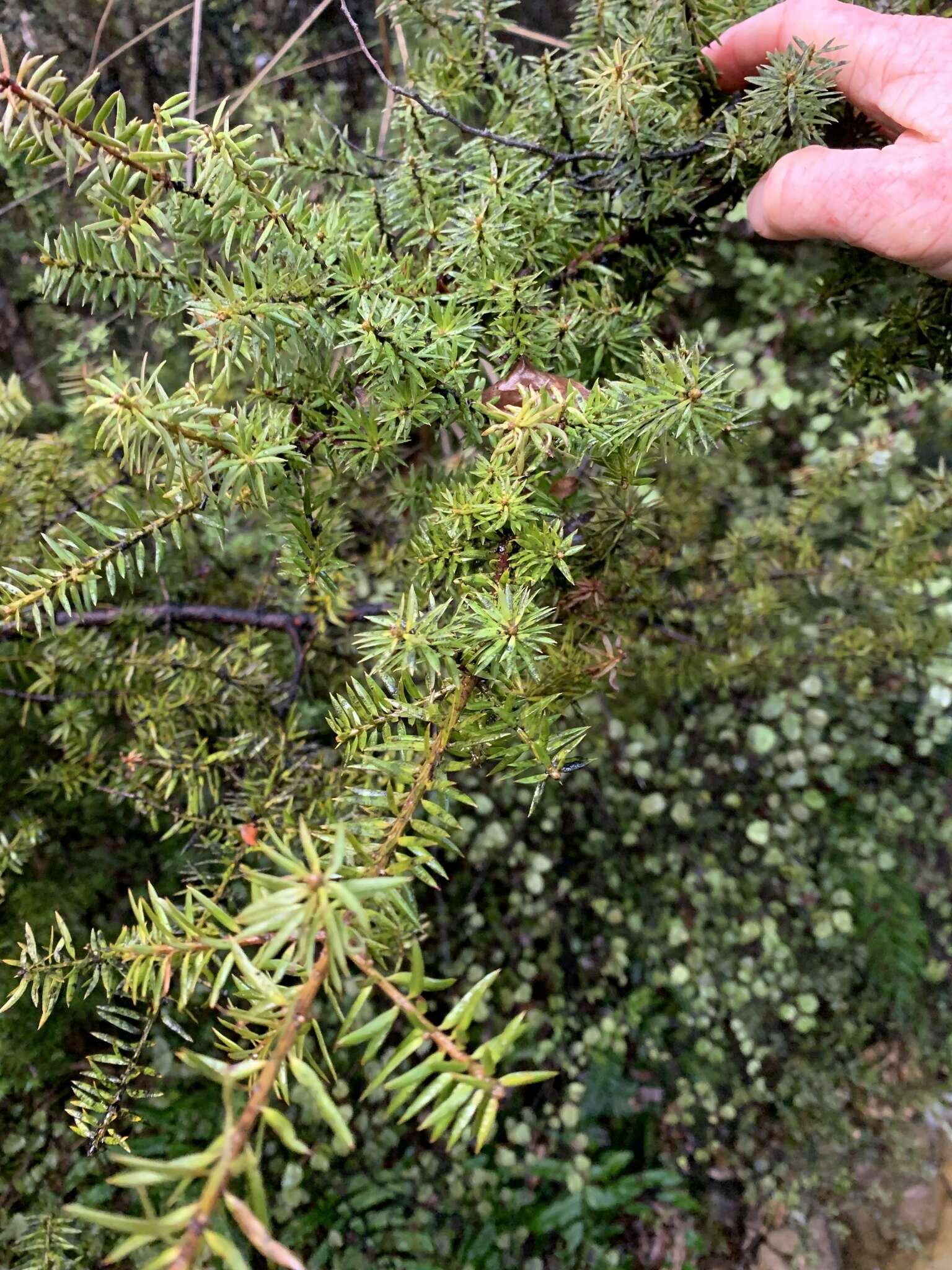 Podocarpus acutifolius Kirk resmi