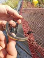 Image of Bangweulu Water Snake