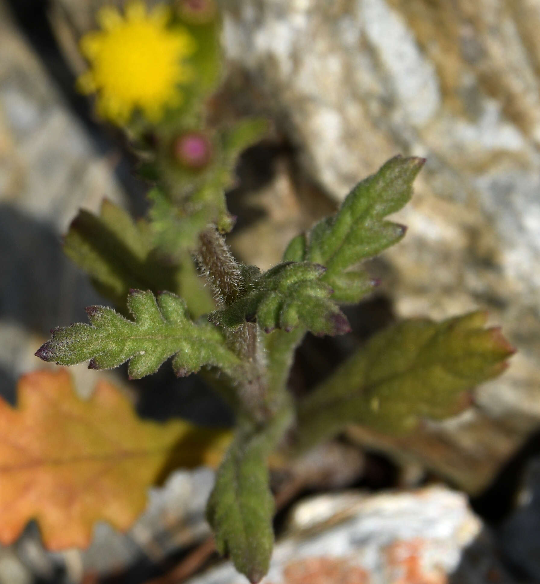 Image of Senecio lividus L.