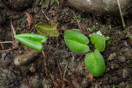 Image of Mickelopteris cordata (Hook. & Grev.) Fraser-Jenk.