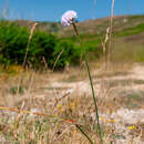 Image of Armeria beirana Franco