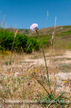 Image of Armeria beirana Franco