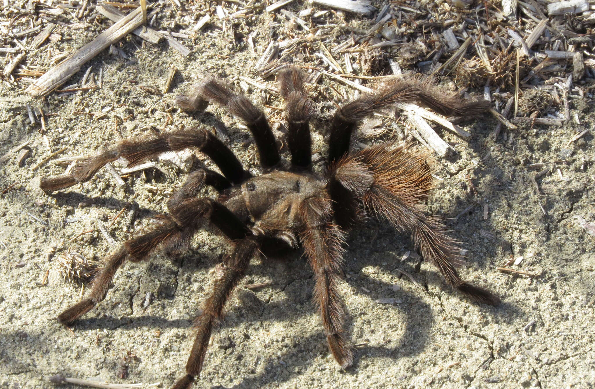 Image of Aphonopelma eutylenum Chamberlin 1940