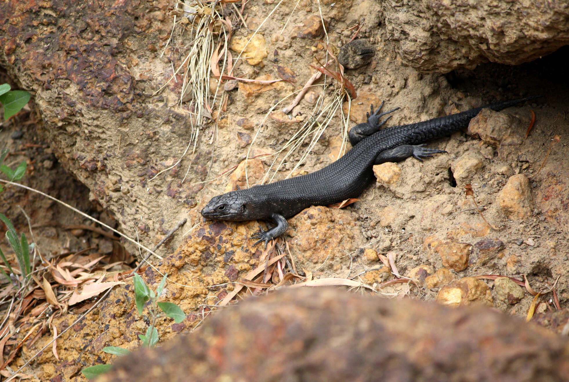 Image of King's Skink