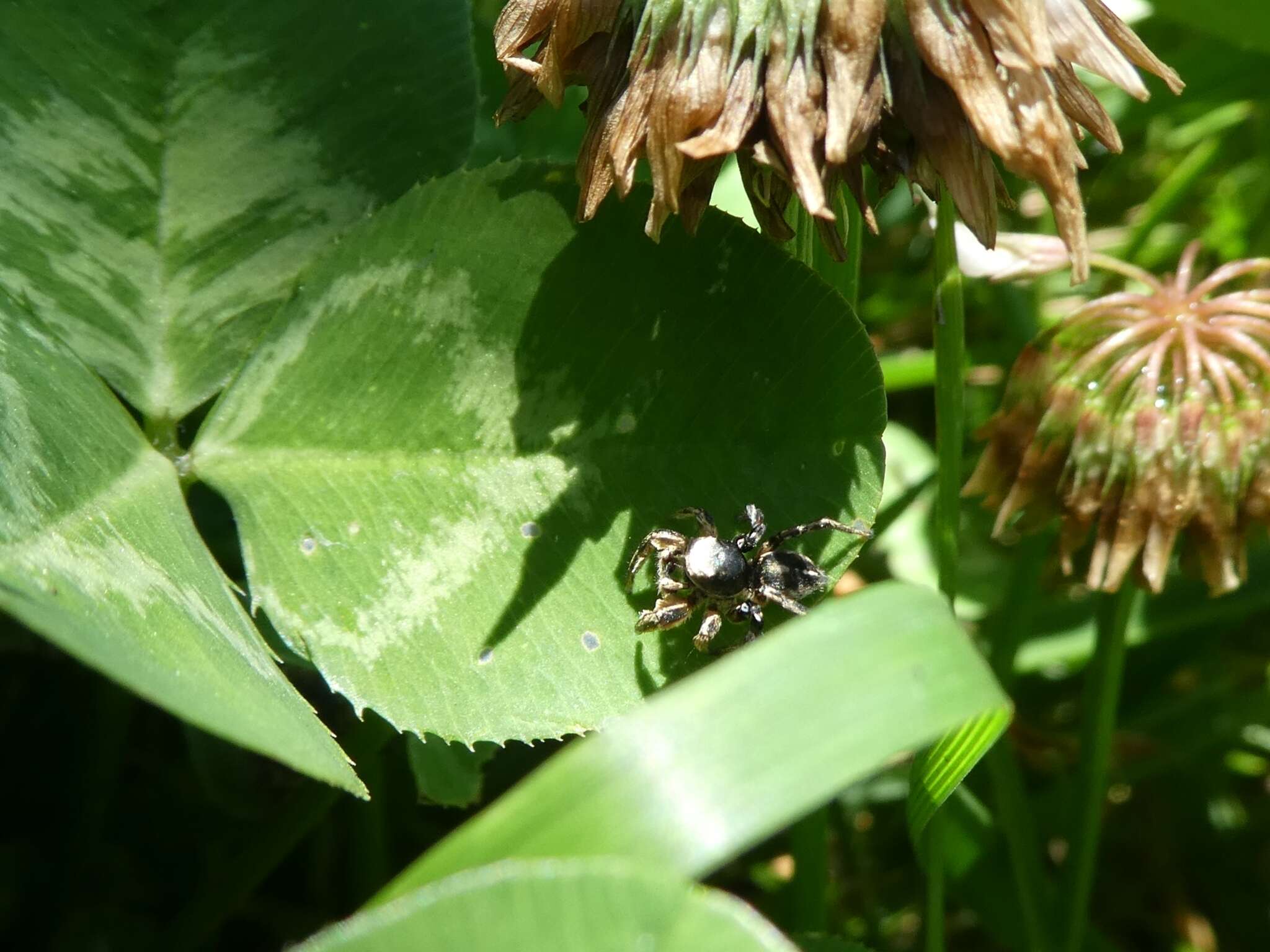 Image of Habronattus schlingeri (Griswold 1979)