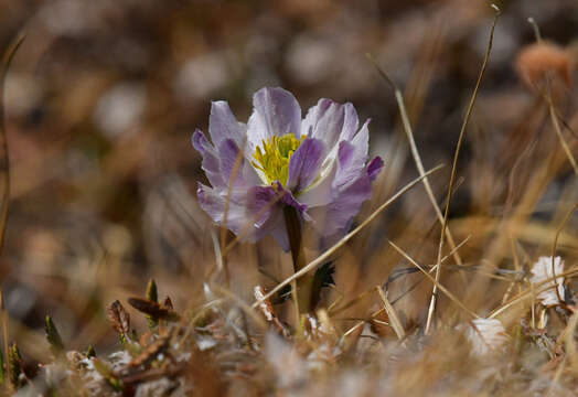 Imagem de Trollius lilacinus Bunge