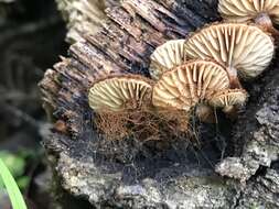 Image of Phaeomarasmius erinaceus (Fr.) Scherff. ex Romagn. 1937