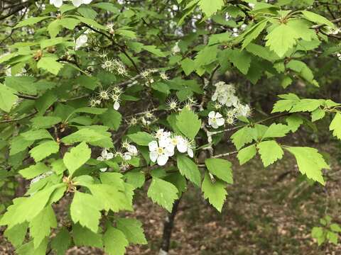 Plancia ëd Crataegus pulcherrima Ashe