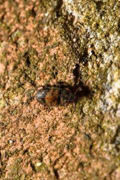 Image of Sap beetle