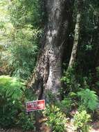 Image of Nothofagus nitida (Phil.) Krasser