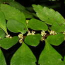 Image of Pilea imparifolia Wedd.