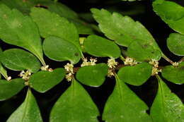 Sivun Pilea imparifolia Wedd. kuva