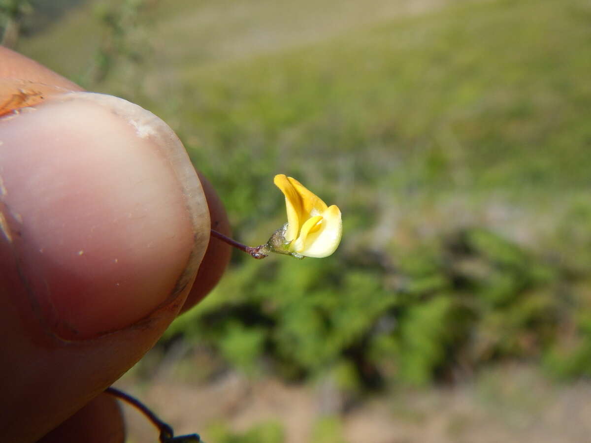 Image of Aspalathus biflora subsp. biflora