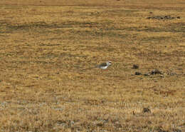 Image of Andean Lapwing