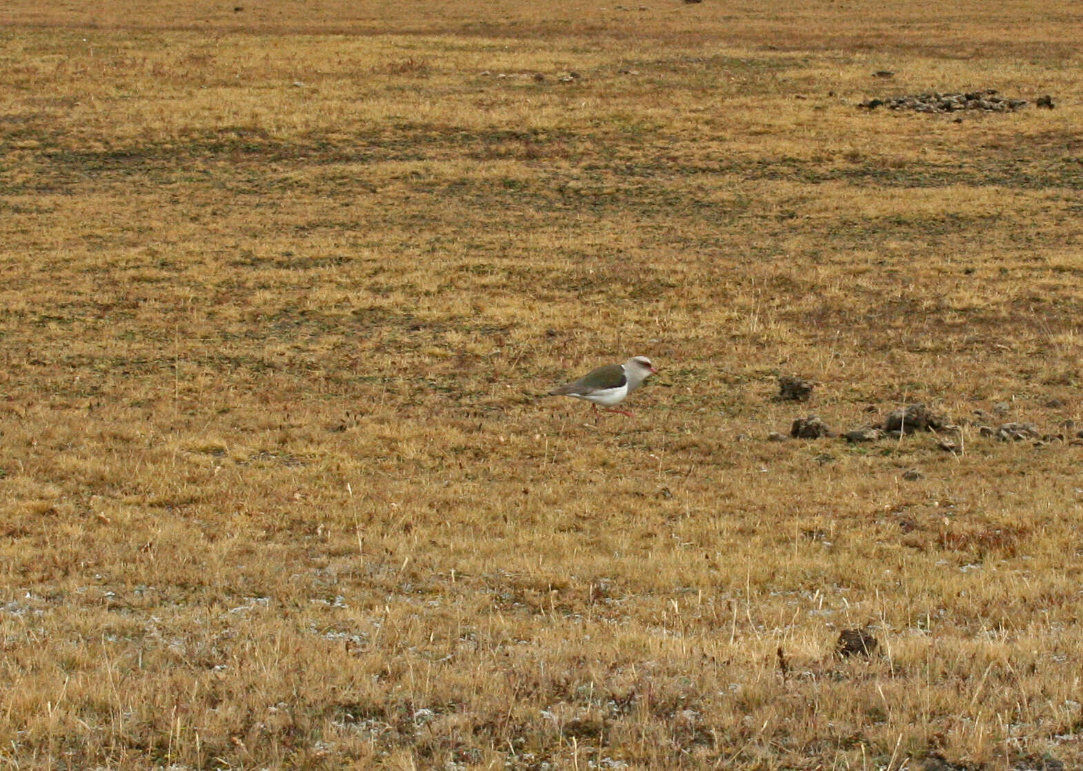 Image of Andean Lapwing