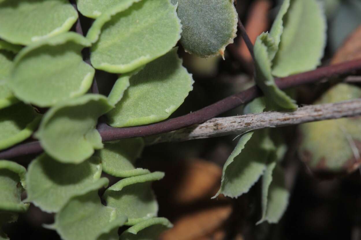 Plancia ëd Pellaea truncata Goodd.