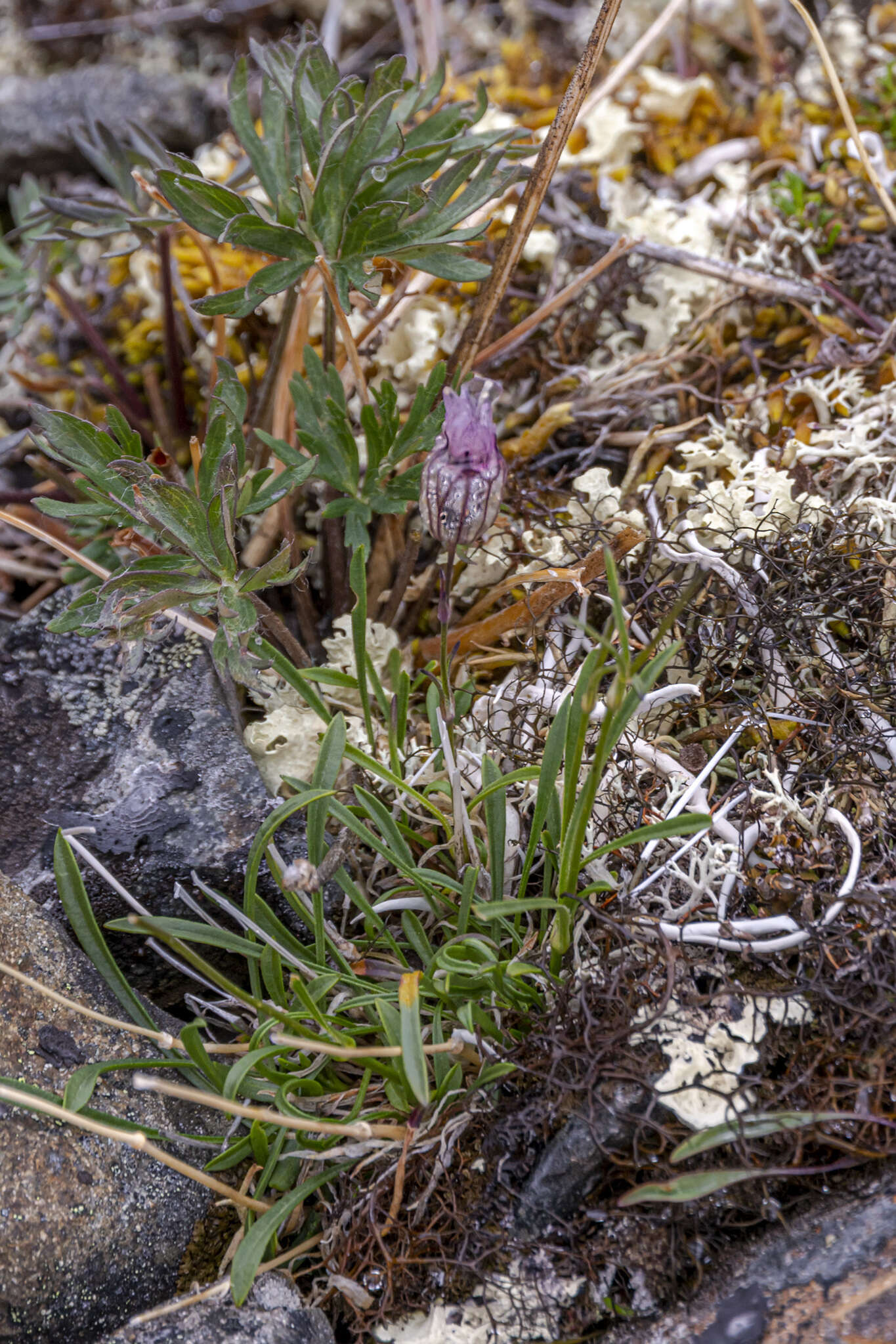 Image of narrow-leafed campion