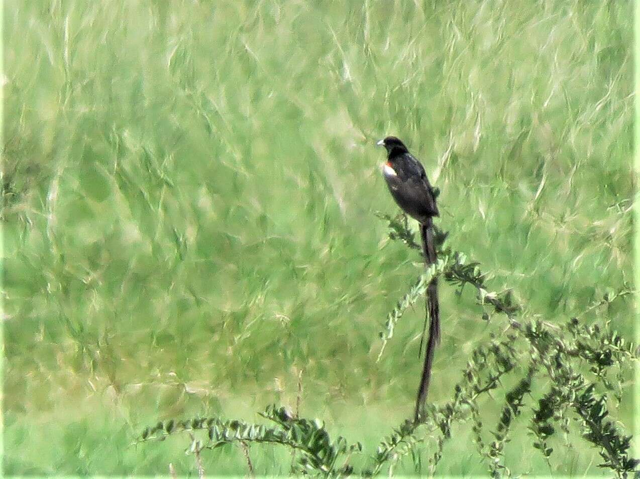 Image of Long-tailed Whydah