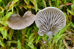 Image of Arrhenia acerosa (Fr.) Kühner 1980